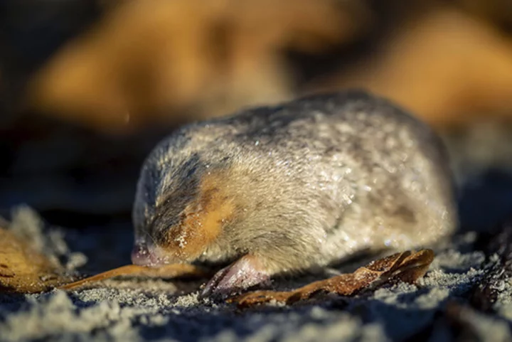 Still alive! Golden mole not seen for 80 years and presumed extinct is found again in South Africa
