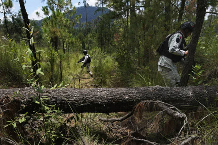 Illegal logging thrives in Mexico City's forest-covered boroughs, as locals strive to plant trees