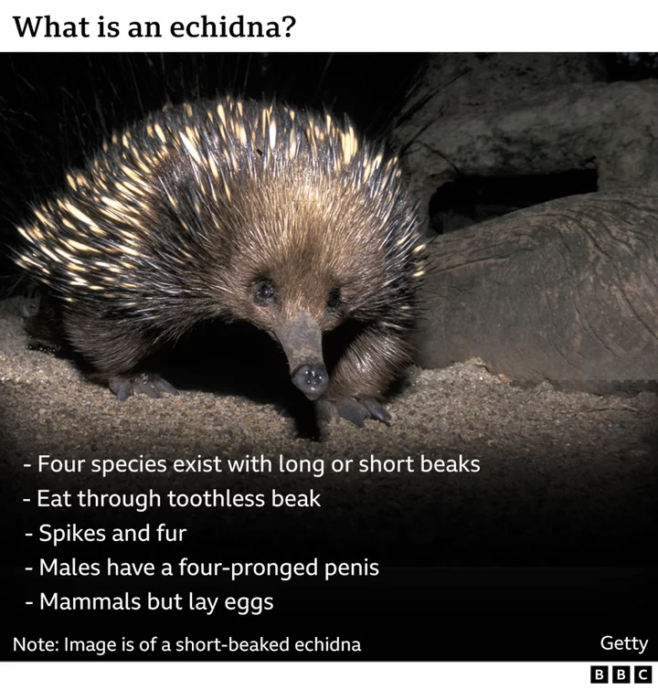 First ever images prove 'lost echidna' not extinct