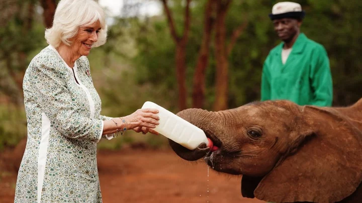 Queen Camilla feeds orphaned baby elephant during Kenya visit
