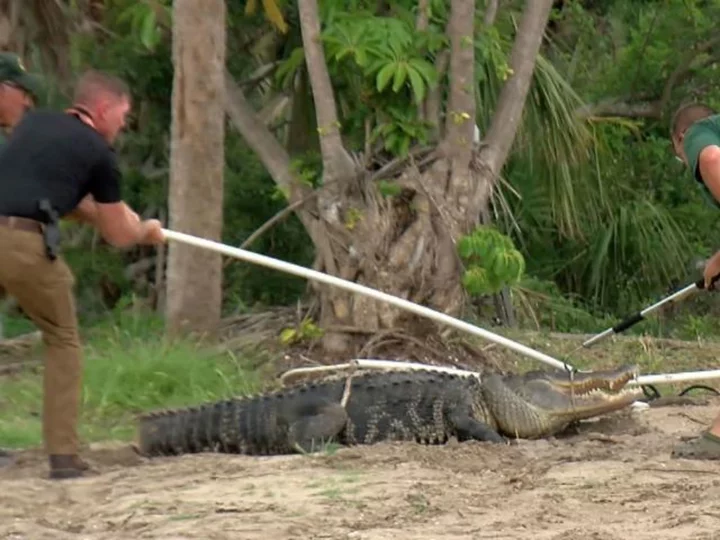 A Florida man's arm was amputated after he was attacked by a 10-foot alligator