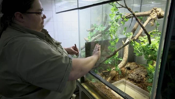 World’s oldest zoo becomes first to breed protected crocodile species