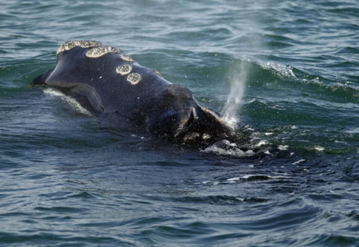 Vanishing whale's decline worse than previously thought, feds say