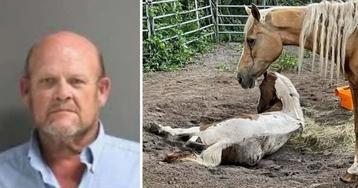 Florida man arrested for animal cruelty after starving horses for 'years' leading to one’s euthanasia on July 19