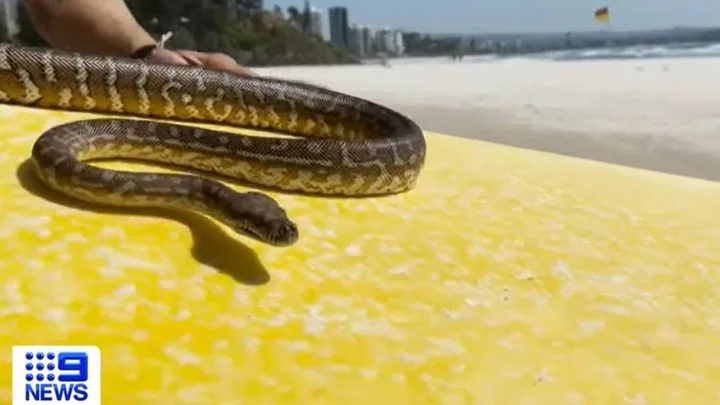 Australian man fined for taking pet snake surfing