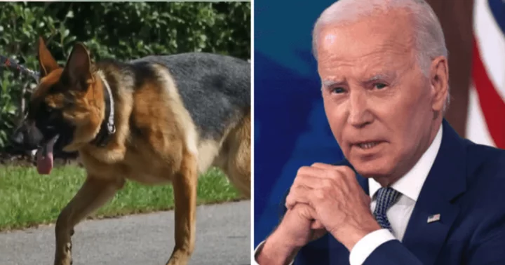 Where is Commander now? Internet blames 'bad energy' for Joe Biden's dog's biting spree