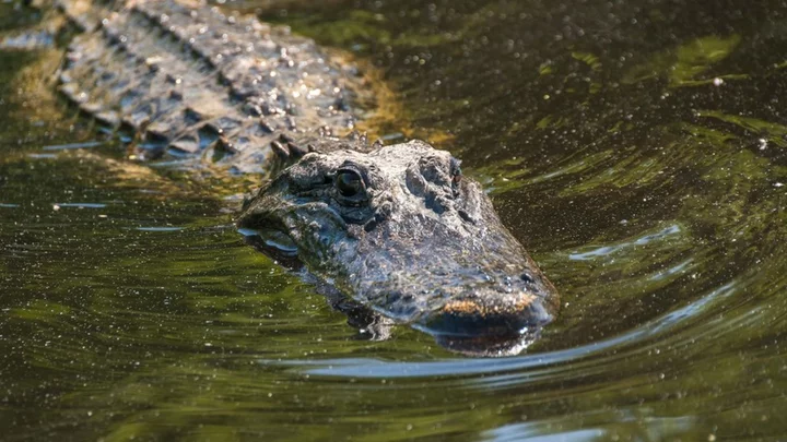 Woman's body found in jaws of 13ft Florida alligator identified
