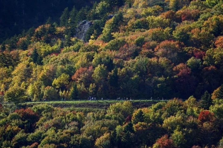 A section of the Blue Ridge Parkway is closed after visitors allegedly try to hold a young bear