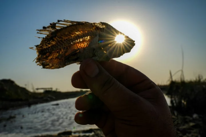 Iraq's marshes are dying, and a civilisation with them