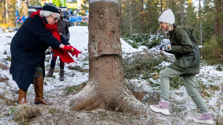 Trafalgar Square: Norwegian Christmas tree felled ahead of London journey