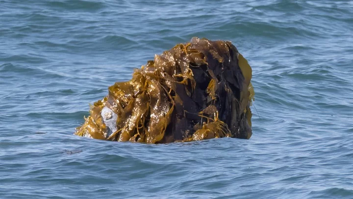 Why are whales throwing seaweed on their heads?