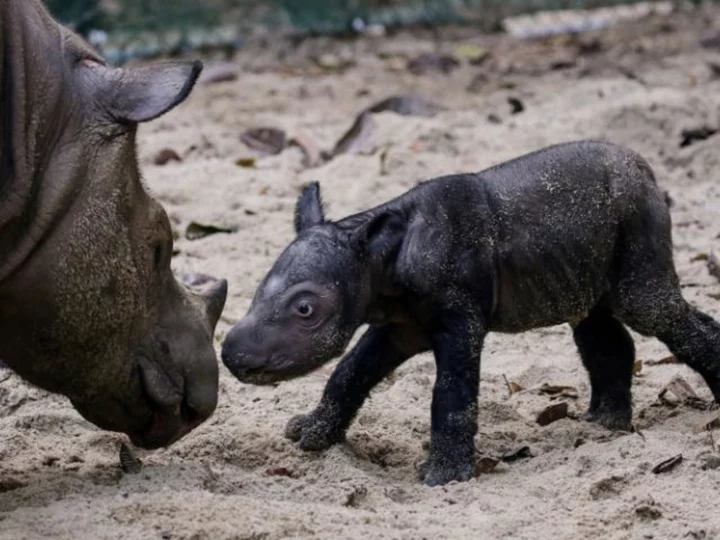 Sumatran rhino birth offers glimmer of hope for species almost hunted to extinction