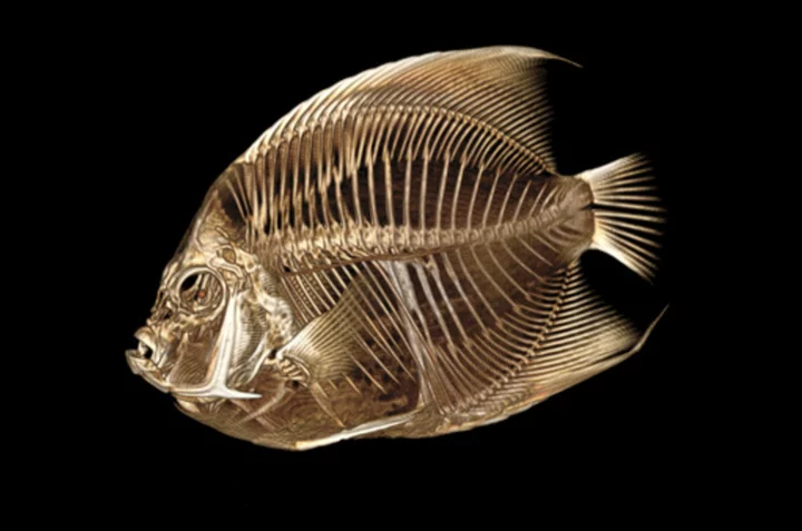 Fish with a funny float gets a CT scan at the Denver Zoo