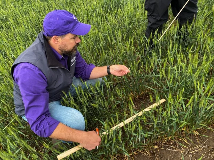 Kansas farmers abandon wheat fields after extreme drought