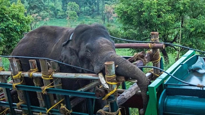 Arikomban: How two states are struggling to contain a rice-loving elephant