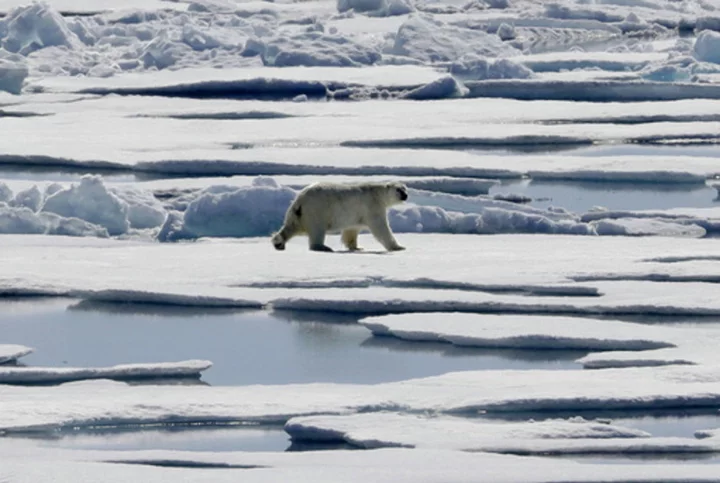 Scientists say study found a direct link between greenhouse gas emissions and polar bear survival