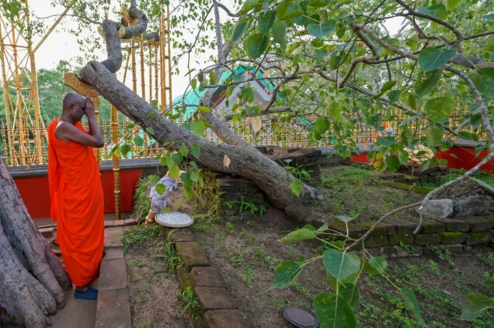 Phony claims swirl around Sri Lanka's holiest tree