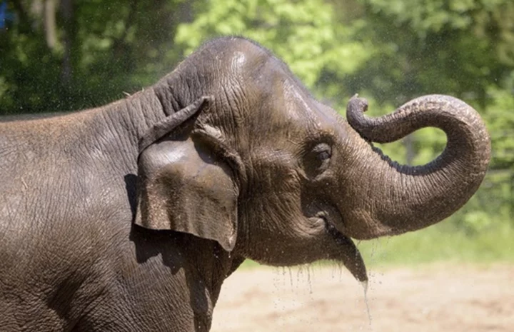 Elephant dies at St. Louis Zoo shortly after her herd became agitated from a dog running loose