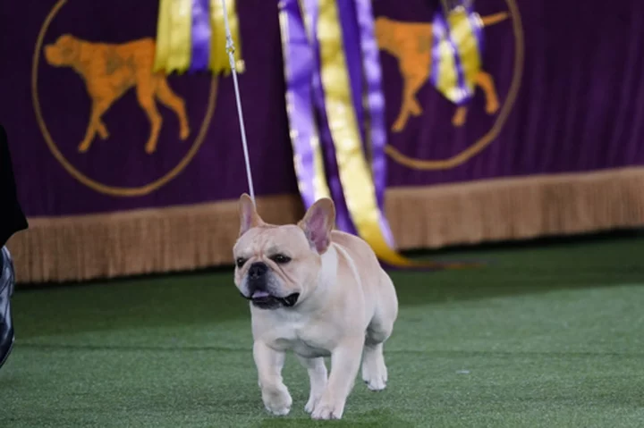 The Frenchie becomes a favorite — and a dog-show contender