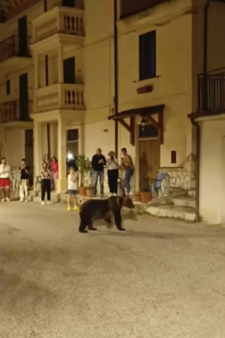 Shooting of a brown bear leaves 2 cubs motherless and sparks outrage in Italy