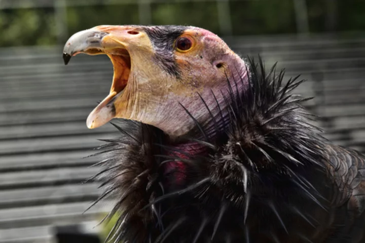 Vaccine authorized for emergency use in California condors amid bird flu outbreak