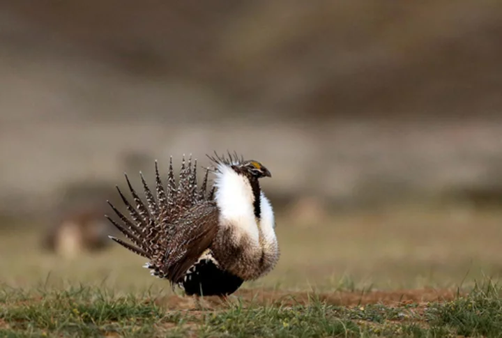 Approval for Idaho phosphate mine reversed after judge rules US didn't assess prairie bird impact