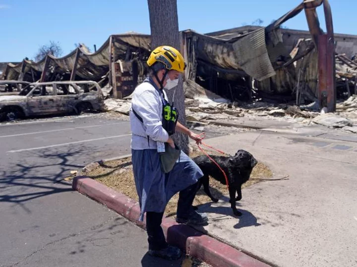 Cadaver dogs are in Maui to help find the dead. Here's how it works and why it's difficult