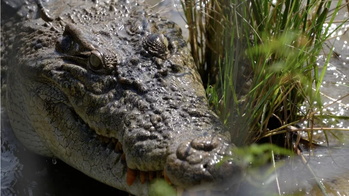 Why Indonesia can’t stop crocodile attacks