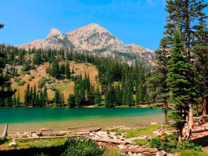 Part of Montana national forest closed after grizzly bear attack, officials say