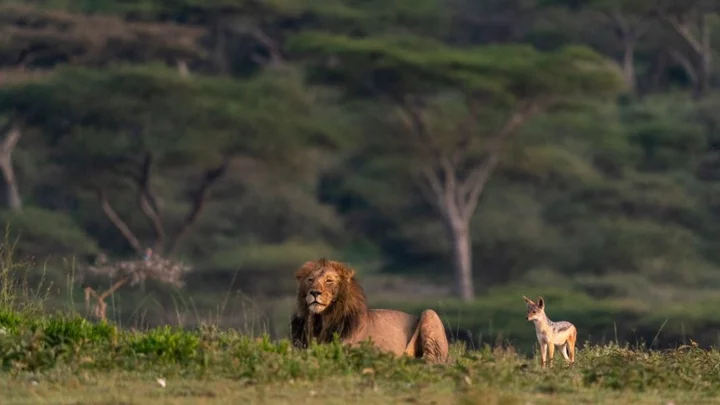 Tanzania signs major carbon credit deal covering national parks