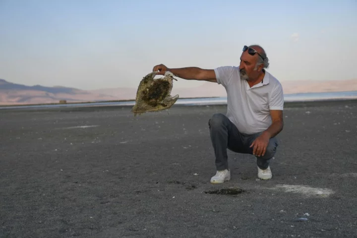 'Animals are thirsty': Dust and bones on Turkey's shrinking lake