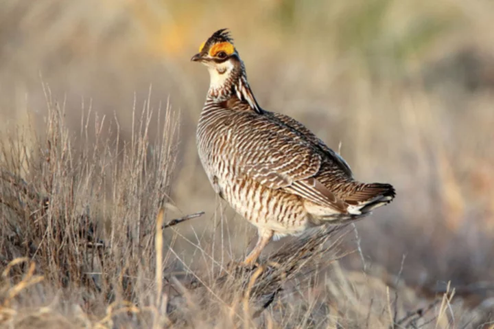 Biden vetoes two Republican-led bills to undo protections for the prairie bird and northern bat