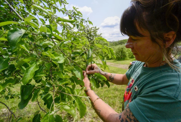 Federal assistance sought for northeastern vineyards, orchards hit by late frost