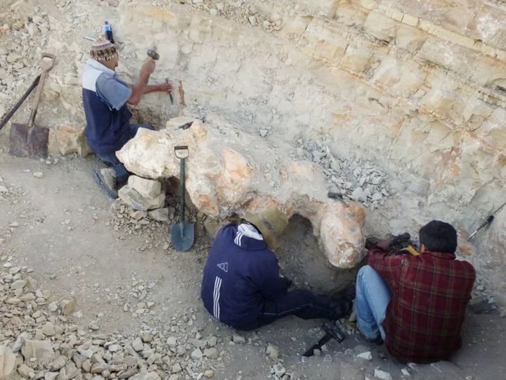 Ancient whale from Peru may be most massive animal ever on Earth