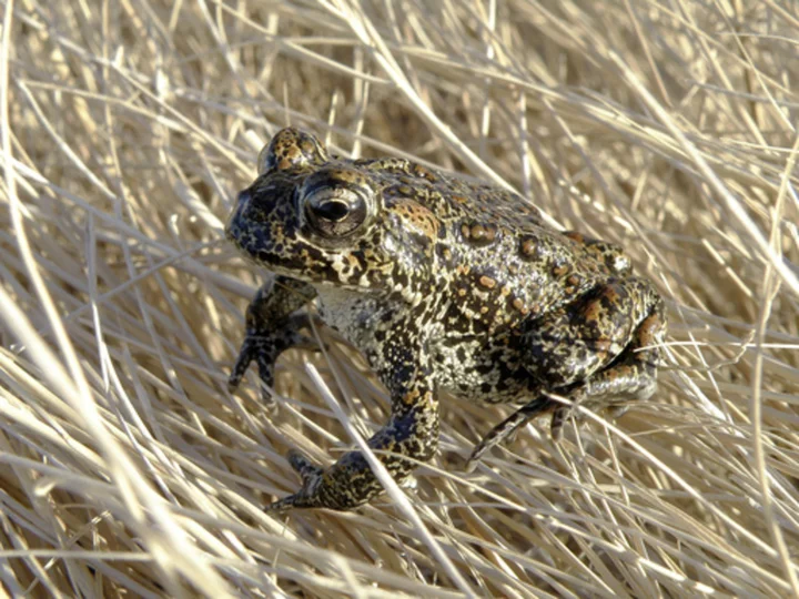 US to reopen review of Nevada geothermal plant near endangered toad while legal battle is on hold