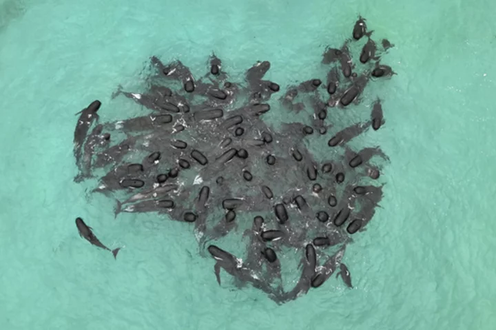 Nearly 100 pilot whales strand themselves on an Australian beach. Half have died despite efforts