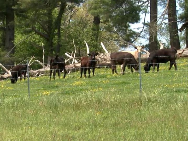 How a herd of cows helped North Carolina police capture a suspect on the run