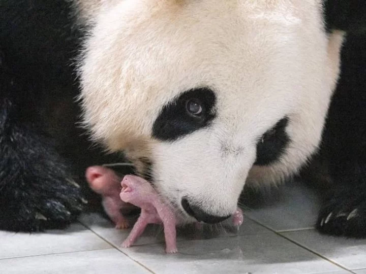 South Korean zoo celebrates birth of first twin pandas