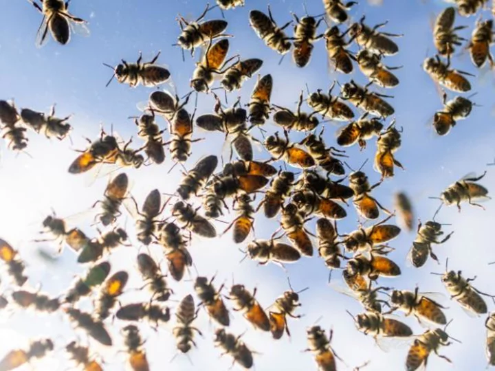 Canadian authorities race to capture five million bees from roadway spill