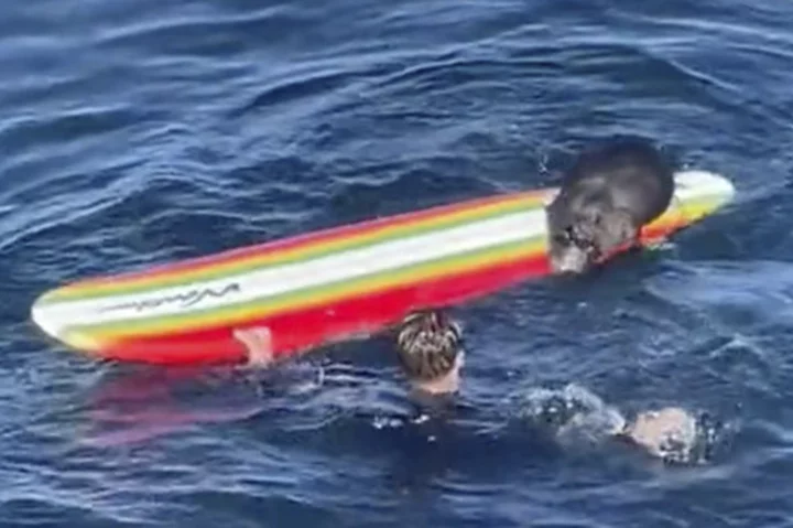 Wildlife officials search for a wayward sea otter harassing surfers, kayakers off California coast