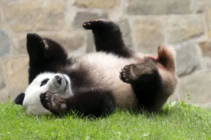 Could America's giant panda exodus be reversed? The Chinese president's comments spark optimism