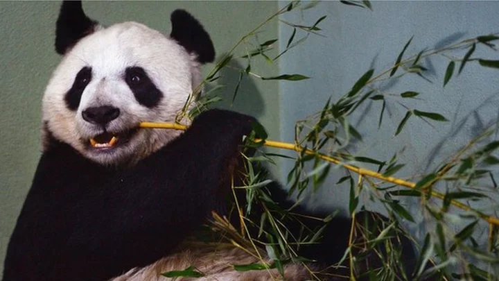 Edinburgh Zoo's giant pandas to return to China in December