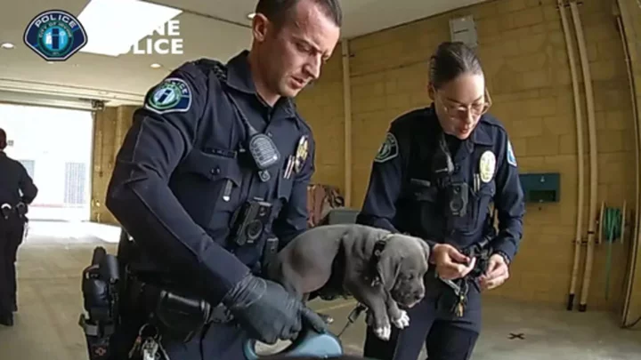 Overdose-reversing drug administered to puppy after possible fentanyl exposure in California