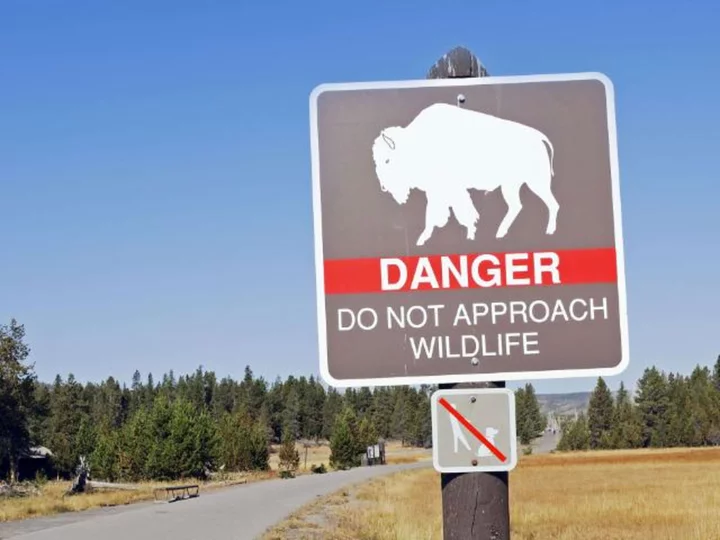 A bison gores a woman near lakeside cabins in Yellowstone National Park, seriously injuring her