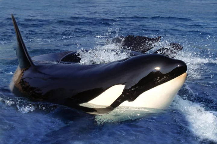 Killer whales sink another boat near Gibraltar in relentless 45-minute attack