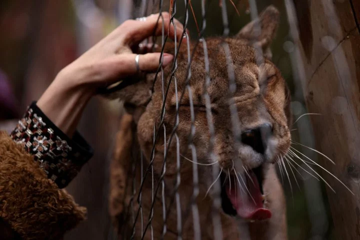 In wake of disasters, Chile animal shelter offers hope to wildlife