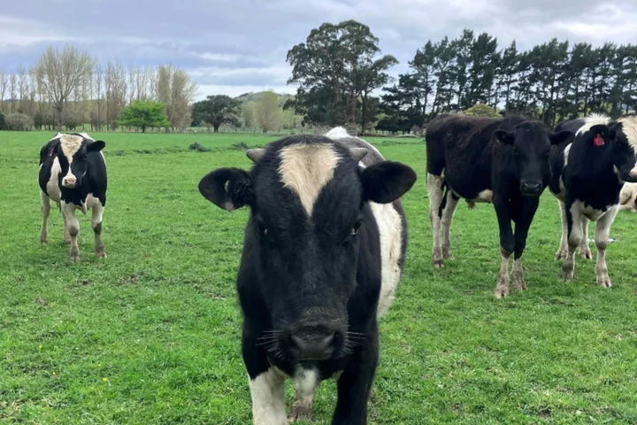 Burp tax causes pre-poll stink with New Zealand farmers