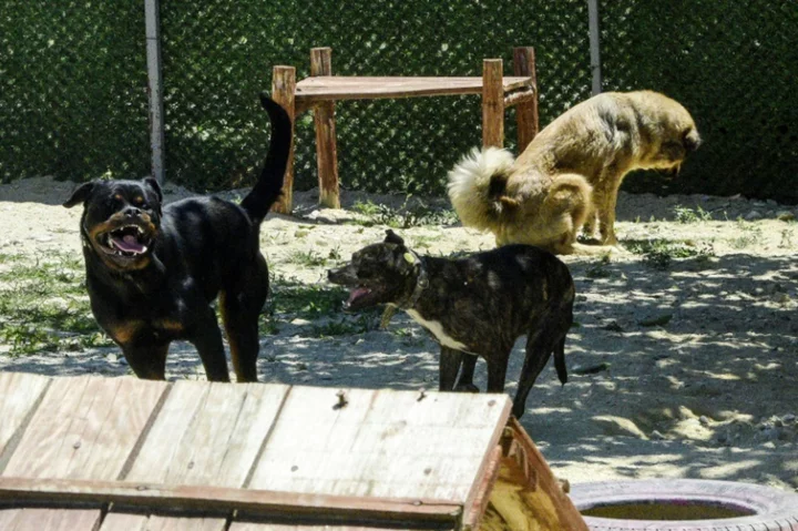 Running wild: stray dogs threaten rare Balkan lynx