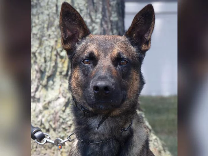 A 4-year-old police dog named Yoda detained fugitive Danilo Cavalcante, bringing an end to the exhaustive, nearly 2 week-long manhunt