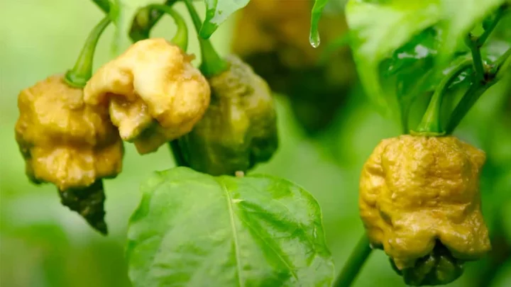 Meet Pepper X: Guinness World Records’ New Hottest Pepper